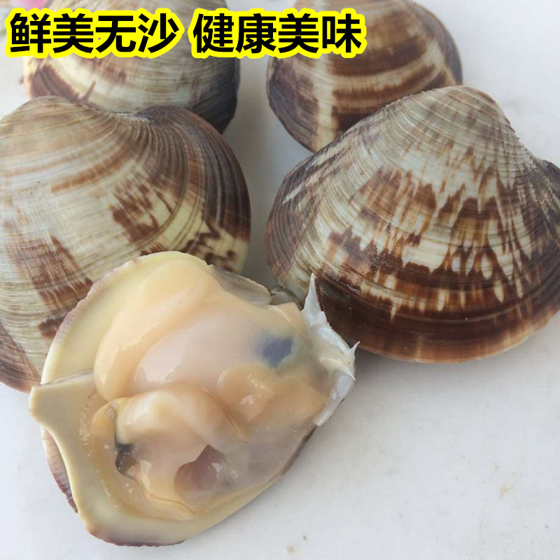 鲜活美贝海蛤蜊新鲜黄蛤蜊大花甲大文蛤蜊野生贝类连云港海鲜水产