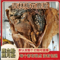 Plum Blossom Deer Deer Fetal Capsule Deer Tire Powder Whole Jilin Deer Fetal Pan Deer Paste Nourishing Woman Womb Menstruation