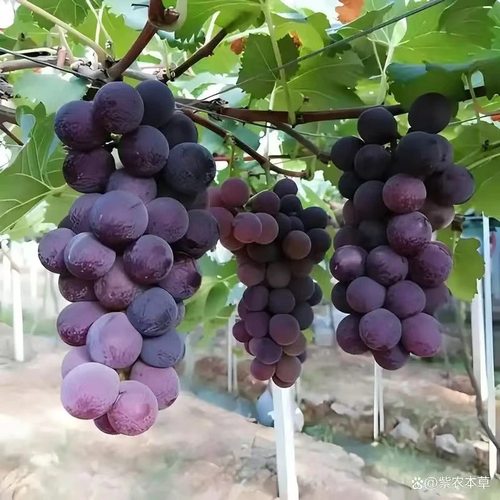 行雨苗木-巨峰嫁接苗（夏黑砧木） - 图0