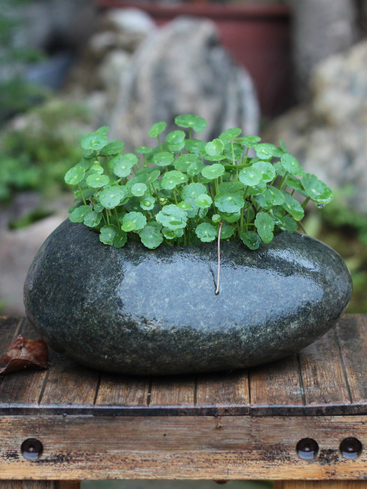 天然鹅卵石盆原生态多肉菖蒲铜钱草原石鱼缸创意水仙盆禅意花盆 - 图0