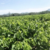 Шелковой червр детские тулотные листья питают шелкорный червя свежо -тумолочные листья, которые поднимают костюмы шелковика, свежее маленькое шелколочное шелковое измельчение сельскохозяйственное основание, забирая яйца шелковика