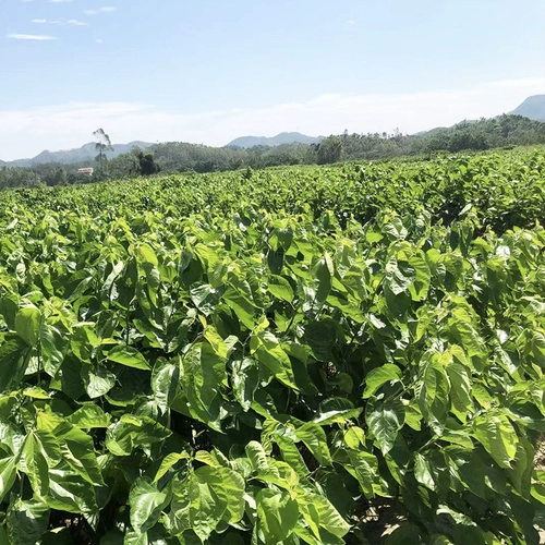 Шелковой червр детские тулотные листья питают шелкорный червя свежо -тумолочные листья, которые поднимают костюмы шелковика, свежее маленькое шелколочное шелковое измельчение сельскохозяйственное основание, забирая яйца шелковика