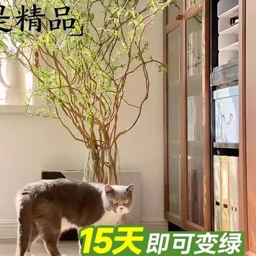 德国进口金龙柳鲜枝易生根长叶客厅摆放ins懒人水培绿植雪柳龙柳 - 图1