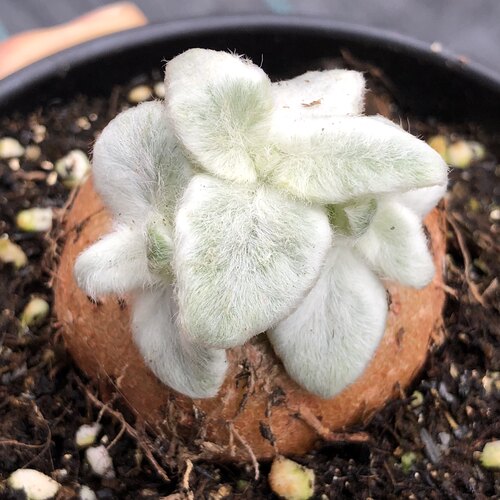 断崖女王 球根多肉植物可一物一拍 苏西的花园阳台盆栽迷你奇趣 - 图1