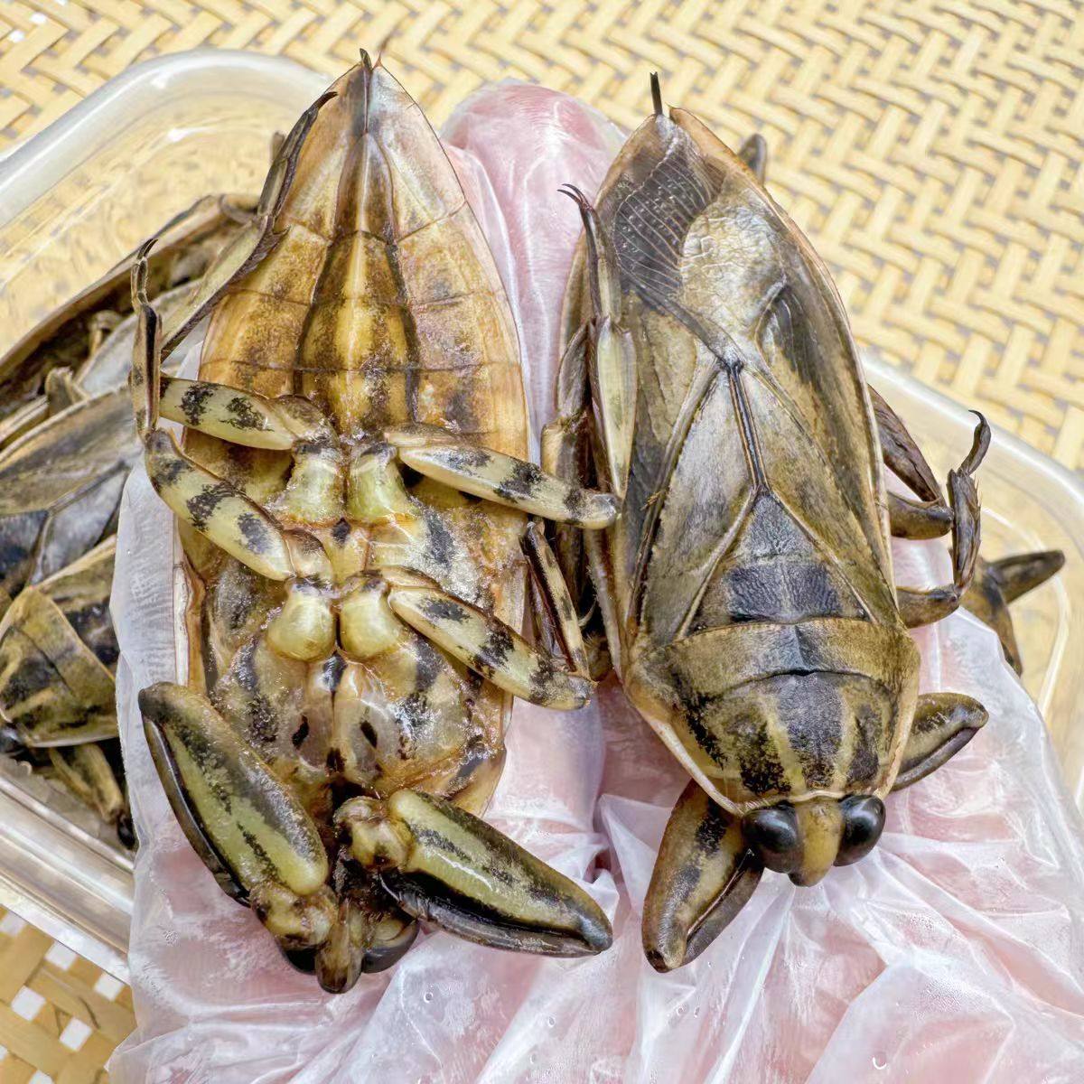 进口桂花蝉野生新鲜速冻冷冻水蟑螂大田鳖水知了品种油炸烧烤10只,淘宝优惠券,粉丝福利购,淘宝优惠卷