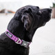 Copenhagen imported dog collar anti-impact traction rope