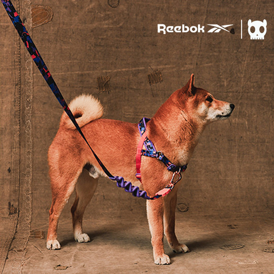 ZeeDog&Reebok Hundeleine mit Stoßdämpfung