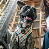 Qzee дышащий спина Zyedog Dog Air Vest маленький средний большой собачье питомец