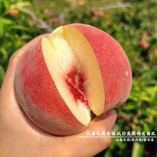 特大嫁接金秋红蜜桃树苗晚熟桃树果苗脆甜雪桃冬桃苗庭院盆栽桃子 - 图0