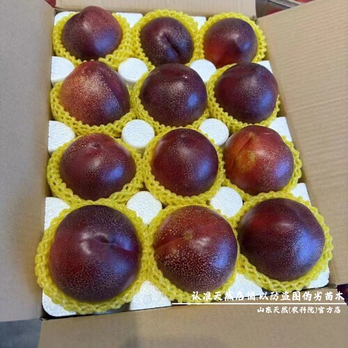 新品种6月极早熟黑皮158油桃苗特大油桃树果苗黑炭头脆甜油桃树苗 - 图3