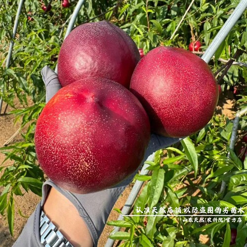 新品种6月极早熟黑皮158油桃苗特大油桃树果苗黑炭头脆甜油桃树苗 - 图0