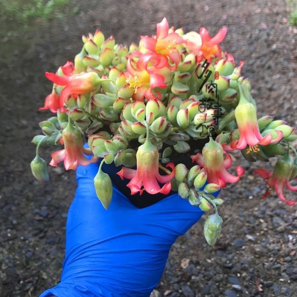 带香味达摩福娘多肉植物垂吊开红花爆盆群生多头开花带桩萌肉肉-图1