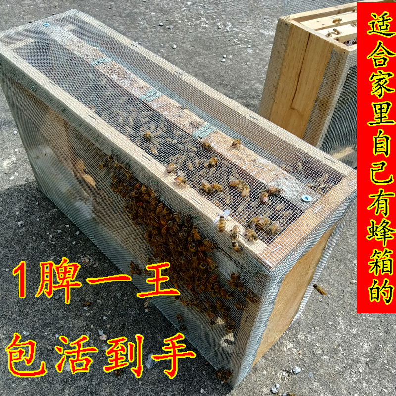 中蜂蜂王蜂群蜜蜂活群带蜂王子脾优质阿坝红环产卵强带箱笼蜂包活 - 图0