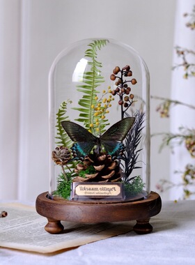 新款外贸透玻璃罩蝴蝶植物标本干花摆件昆虫家居花陈列礼物微景观