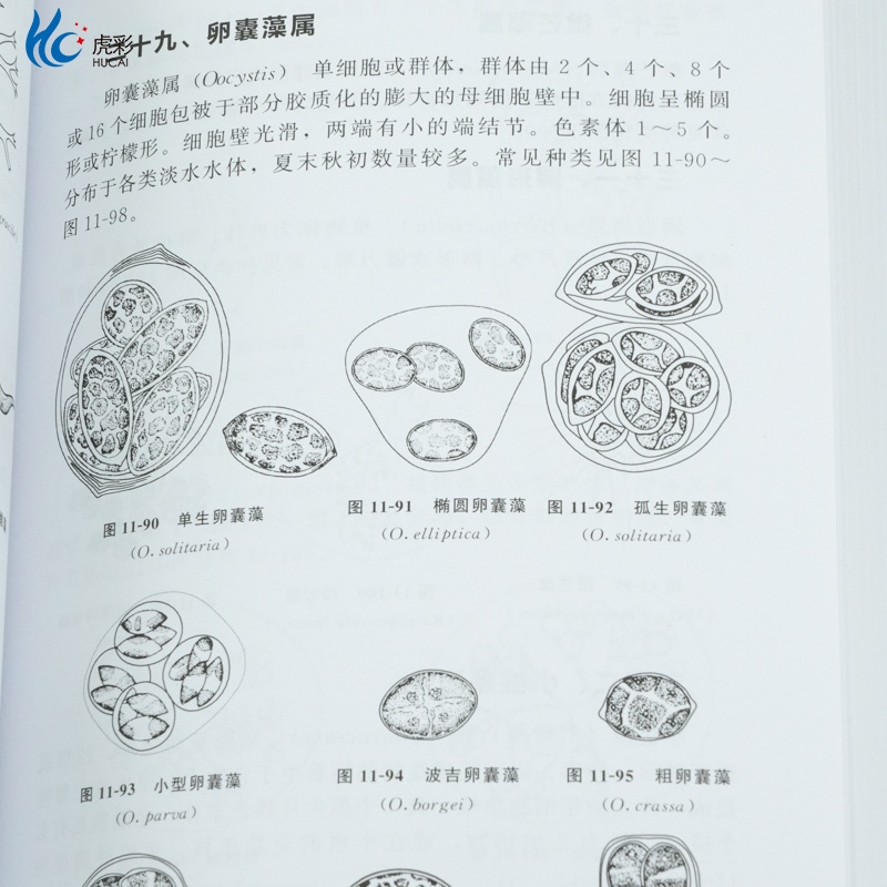 HG淡水微型生物与底栖动物图谱第三版周凤霞细菌放线菌真菌蓝细菌藻类原生动物门轮虫节肢动物微型生物和120余种底栖动物介绍书HG - 图3