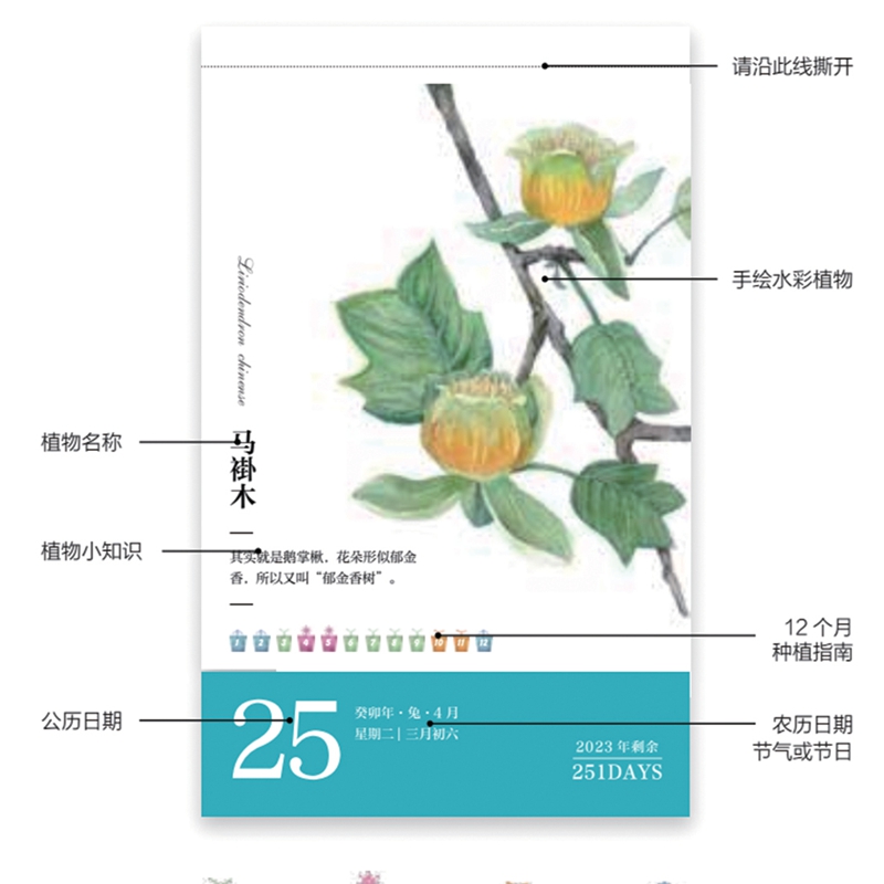 2023日历开花见喜绿手指植物日历是日历，也是一本花图鉴！一日一花带来365天的美妙视觉体验-图2