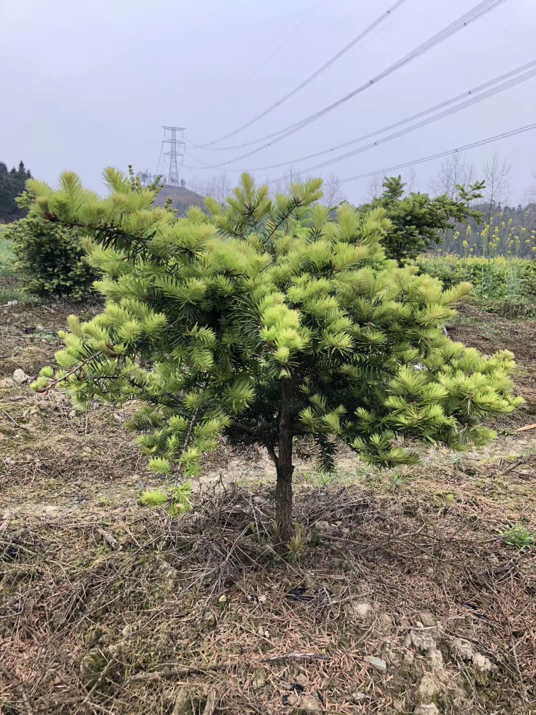 新款非常容易绿景园木黄枝杜松盆景景观园林庭院树江南油杉盆栽-图1