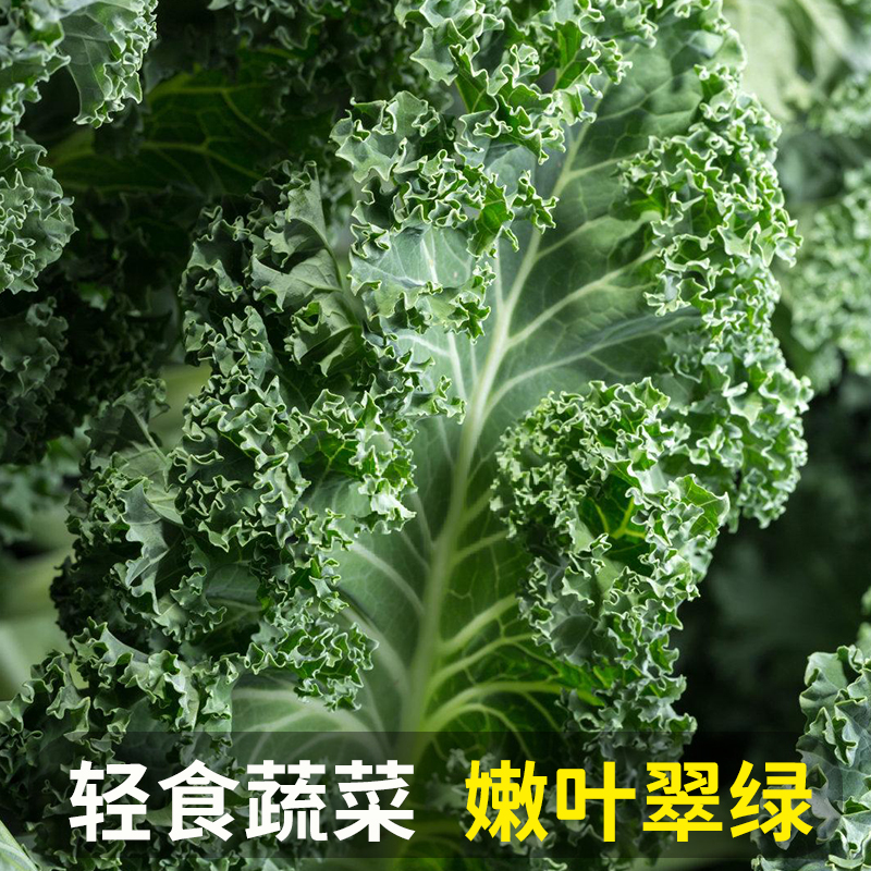 羽衣甘蓝新鲜kale蔬菜食用榨汁烤片健身轻食2斤西餐沙拉蔬菜食材-图2