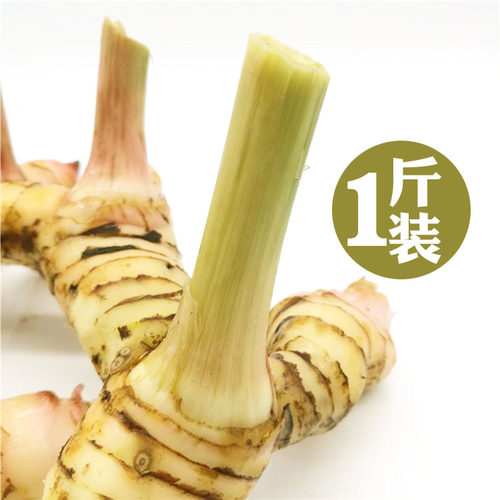 新鲜白皮南姜泰式冬阴功食材调味调料香料菜高良姜生姜香料250g - 图1