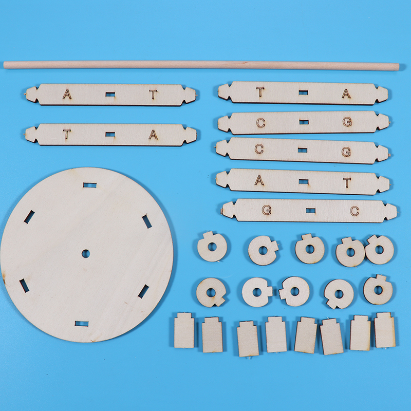 DNA双螺旋结构模型科技小制作手工diy人体基因生物科学实验器材料-图2