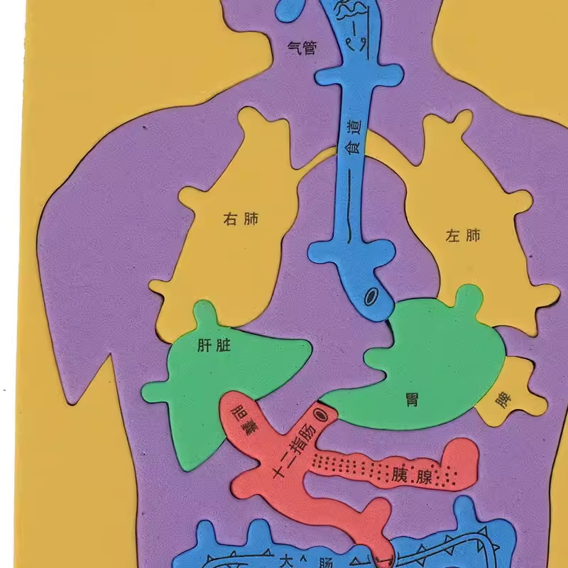 科技小制作发明手工DIY人体消化系统内脏拼图EVA模型益智科学实验-图1