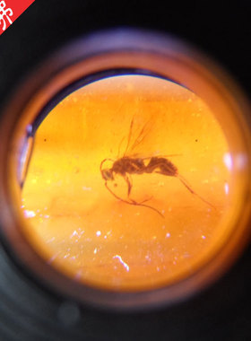 天然虫珀 琥珀带完整飞虫一只 清晰 虫体完整--店主收藏