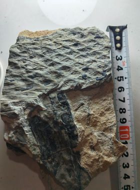 古生物化石植物化石标本鳞木摆件收藏科普教学