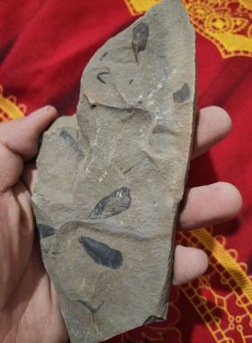 古生物化石 植物化石 摆件 收藏 科普  教学 标本客厅礼品