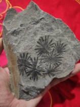 The ancient biofossil plant fossil wheel leaves are on the opposite side of the