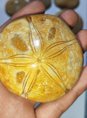 古生物化石海胆标本科普教学收藏标本摆件原石手把件