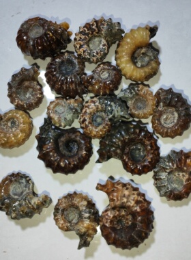 古生物化石斑彩螺菊石羊角螺菊石切片原石科普收藏教材天然奇石