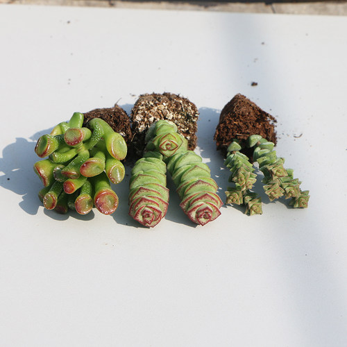 多肉植物招财进宝四大美人子宝钱串吹雪之松锦红宝石吉娃娃组合 - 图1