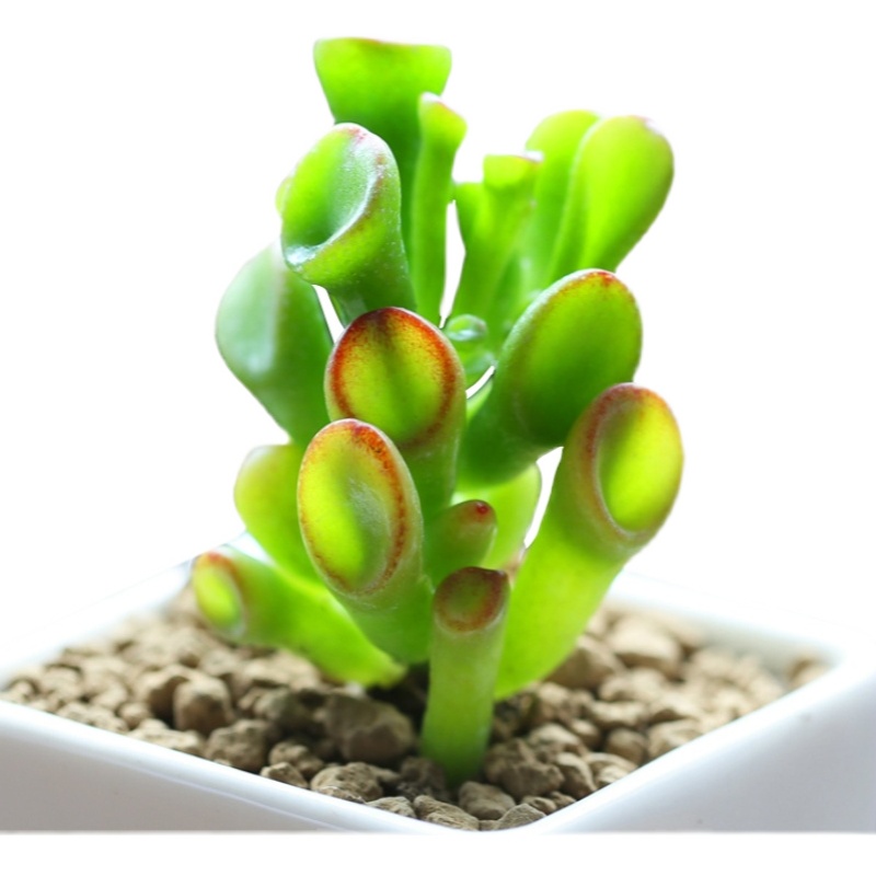 多肉植物吸财树钱串桃蛋室内组合拼盘花卉肉肉植物新手养殖套餐