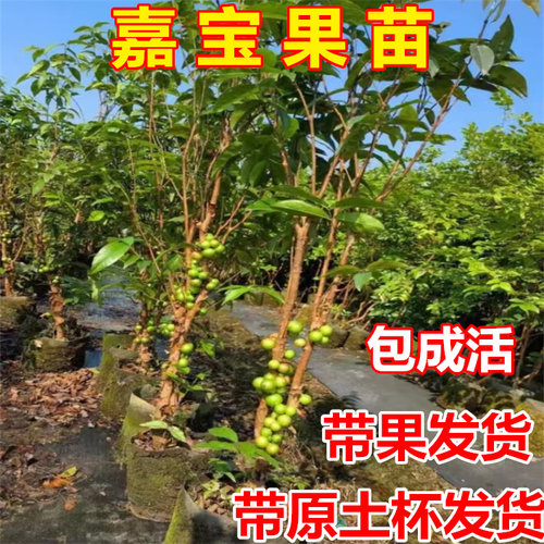 【带果发货】嘉宝果树苗四季红妃艾斯卡南方种植带土带叶当年结果 - 图0