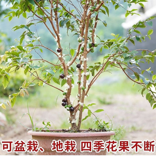 【带果发货】嘉宝果树苗四季红妃艾斯卡南方种植带土带叶当年结果 - 图2