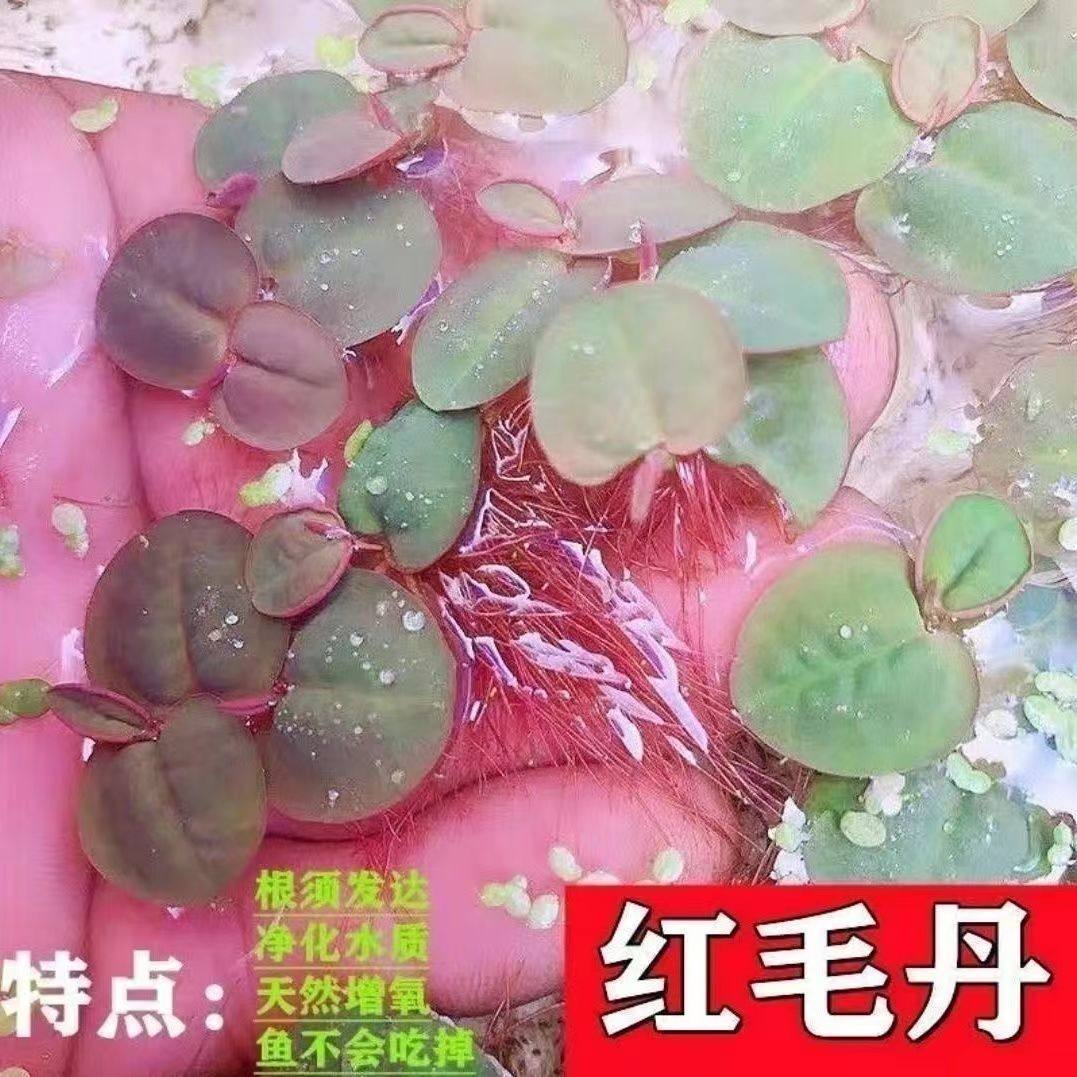 鱼缸乌龟缸浮萍水草红毛丹水培植物鱼虾躲避增氧净化水质生态造景,淘宝优惠券,粉丝福利购,淘宝优惠卷