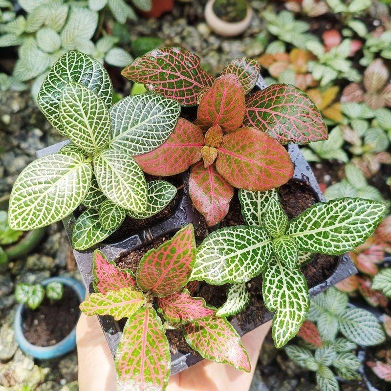 单株网纹草迷你微景观水陆缸diy盆栽造室内迷你绿植小型花卉桌面,淘宝优惠券,粉丝福利购,淘宝优惠卷