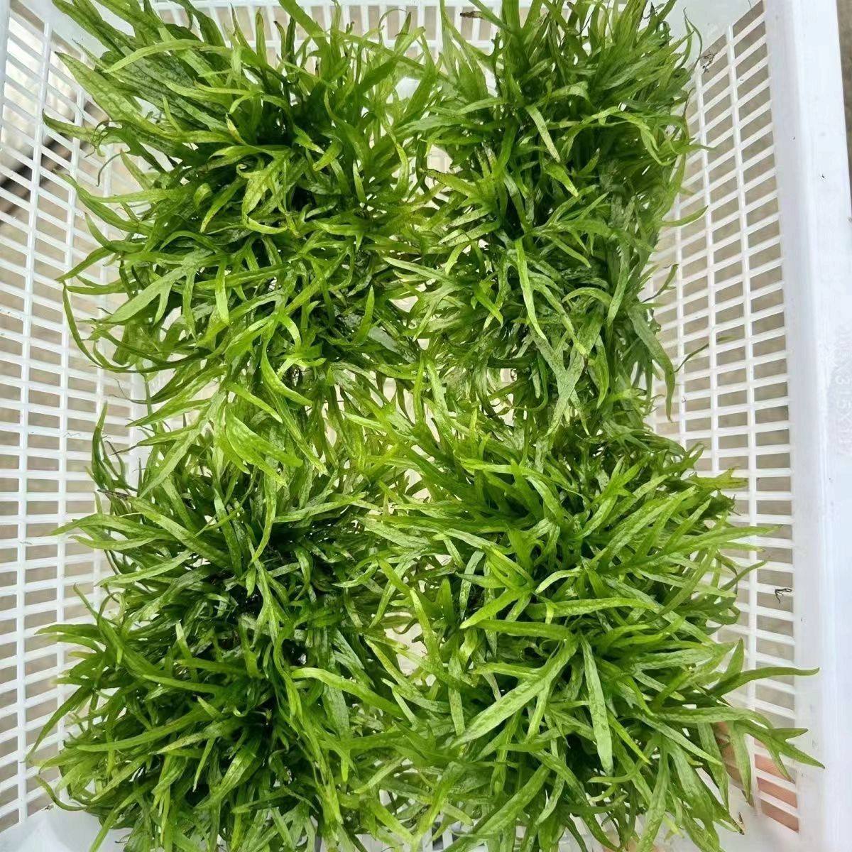 Ada叉叶铁皇冠水草鱼缸活体淡水植物造景懒人水质阴性草净化水下,淘宝优惠券,粉丝福利购,淘宝优惠卷