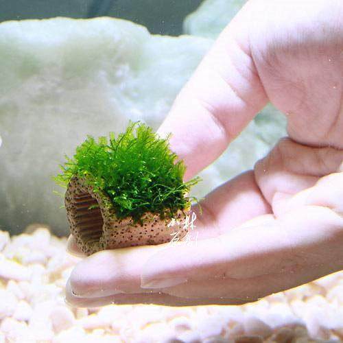 网红莫斯水草定植环水草鱼虾缸水族箱造景装饰幼鱼虾躲避窝,淘宝优惠券,粉丝福利购,淘宝优惠卷