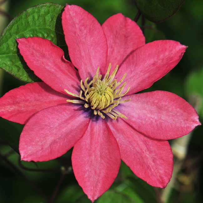 龙龙月季园艺 小美人鱼 铁线莲花苗 重瓣大花庭院爬藤攀援花卉,淘宝优惠券,粉丝福利购,淘宝优惠卷