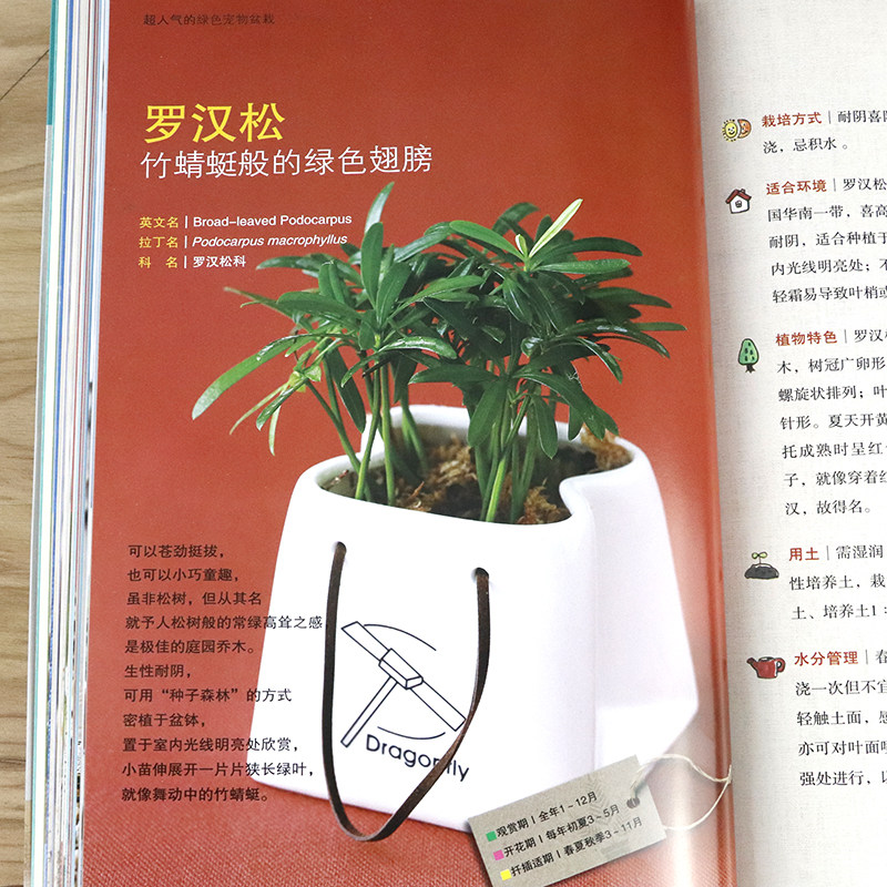 原价29 8券后价5 96 2折满48包邮超人气的绿色宠物盆栽 经典盆栽花卉家庭养花实用大全零基础养多肉越肥越美健康花草养护大全居家家庭养花入门书籍