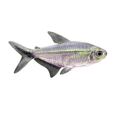 黑尾大勾群游鱼草缸热带观赏鱼红绿灯小淡水天使红大勾扯旗灯科鱼 - 图3