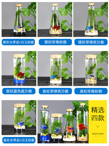 生态瓶鱼微景观免换水斗鱼瓶生态鱼瓶水族宠物斗鱼活体专用缸diy - 图2
