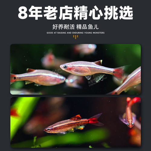 白云金丝鱼活体小型原生鱼冷水鱼观赏原生鱼红尾灯科荷兰金丝鱼 - 图3