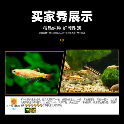 白云金丝鱼活体小型原生鱼冷水鱼观赏原生鱼红尾灯科荷兰金丝鱼 - 图2