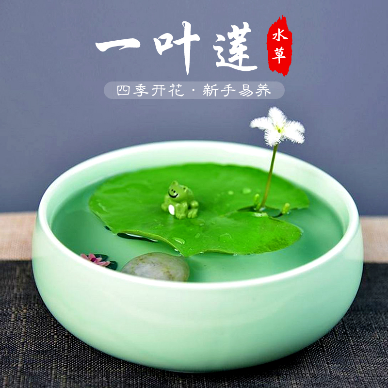 一叶莲浮萍鱼缸水草水培植物碗莲水生植物花卉室内阳台四季开花 - 图3