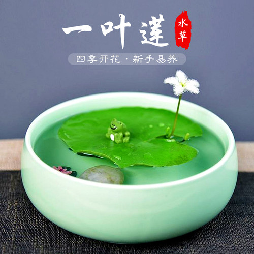 一叶莲浮萍鱼缸水草水培植物碗莲水生植物花卉室内阳台四季开花 - 图3