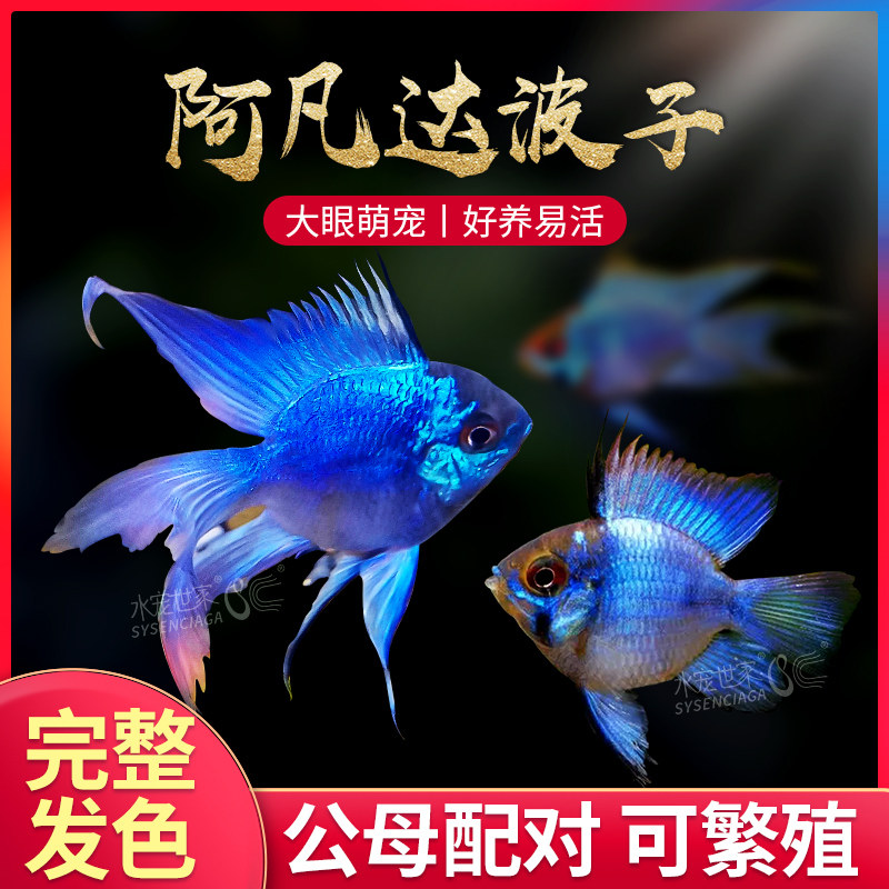 蓝波子金波子宝蓝球荷兰凤凰球阿凡达波子短鲷观赏鱼热带鱼灯科鱼,淘宝优惠券,粉丝福利购,淘宝优惠卷