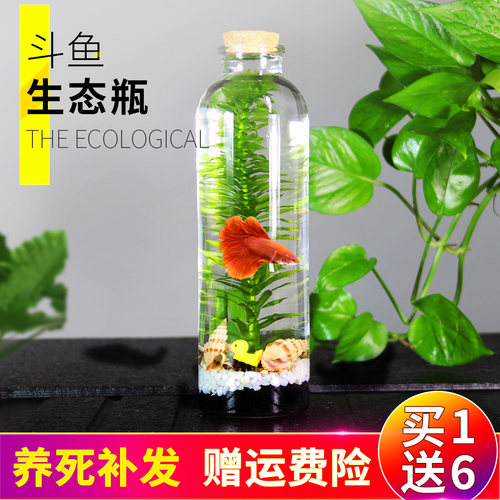 生态瓶鱼微景观免换水斗鱼瓶生态鱼瓶水族宠物斗鱼活体专用缸diy - 图0