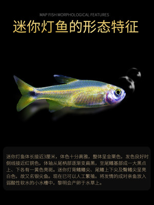迷你灯鱼银尖灯科鱼淡水热带鱼苗观赏鱼群游草缸小型鱼活体 虎窝淘